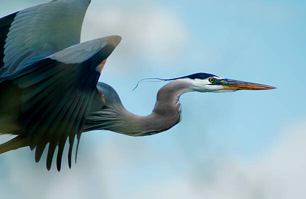 Canvas Print Blue Heron Flight