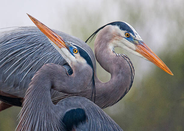 Canvas Print Blue Herons