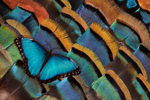 Canvas Print Blue Morpho Butterfly on Oscellated Turkey Feather