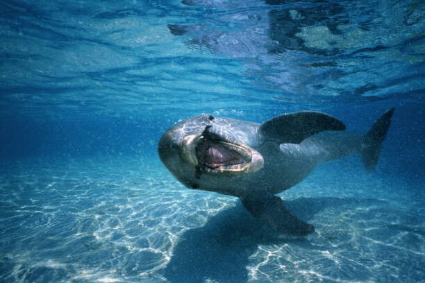 Canvas Print Bottle-nosed dolphin ,Honduras,underwater view