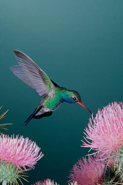 Canvas Print Broad-Billed Hummingbird Feeding from Thistle