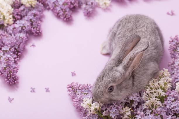 Canvas Print bunny with lilac flowers on pink background