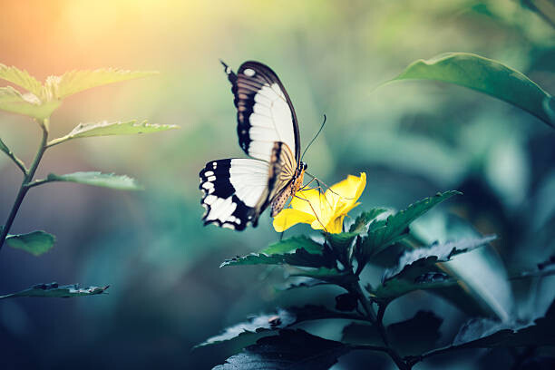 Canvas Print Butterfly On Yellow Flower