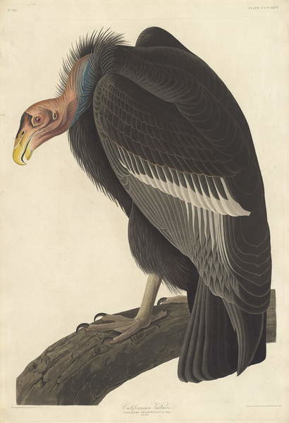 Canvas Print Californian Vulture, 1838