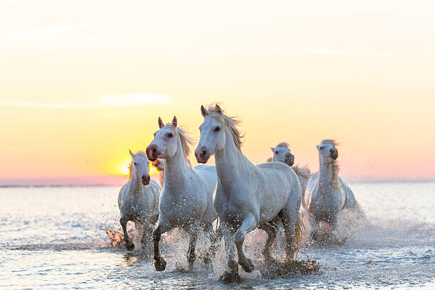 Canvas Print Camargue white horses running in water at sunset