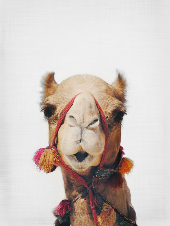 Canvas Print Camel