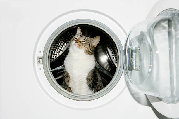 Canvas Print Cat in a washing machine