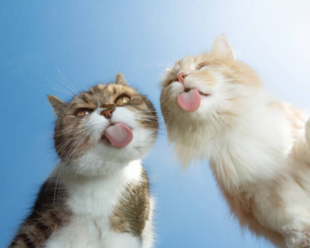 Canvas Print cat on glass bottom view