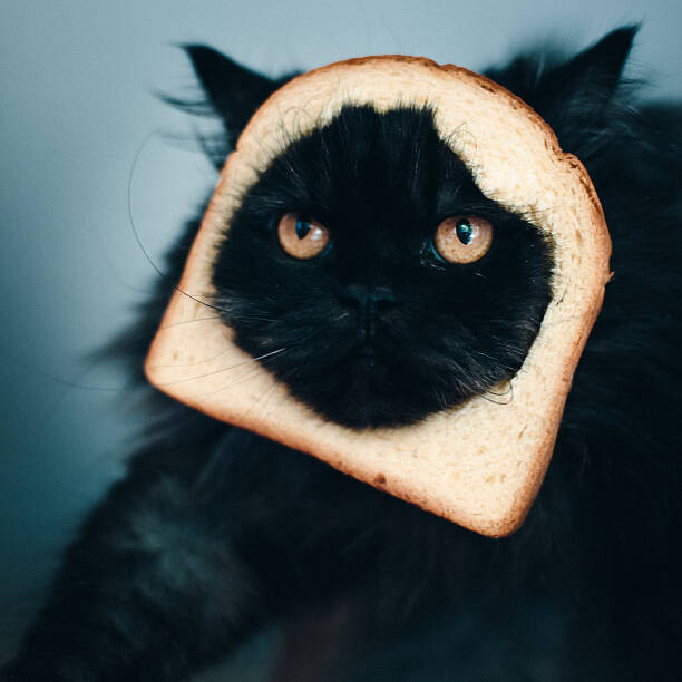 Canvas Print Cat sandwich