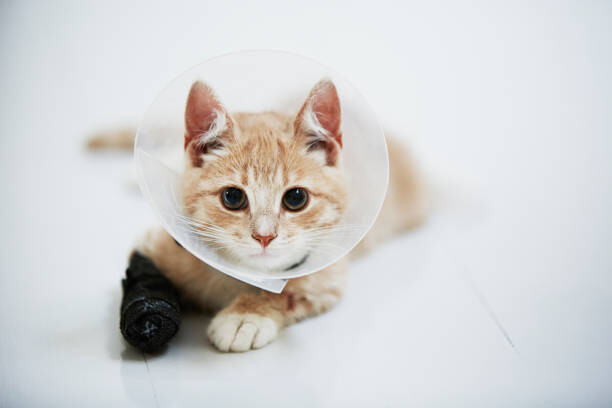Canvas Print Cat wearing medical cone collar