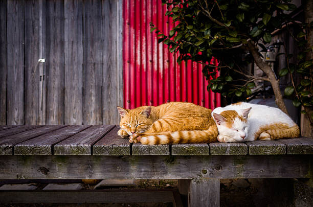 Canvas Print Cats sleeping on the bench
