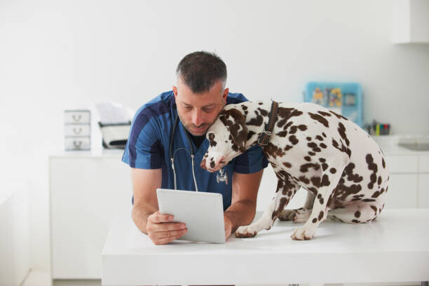 Canvas Print Caucasian veterinarian cuddling dog and using