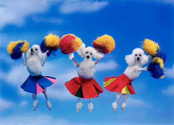 Canvas Print Cheerleading poodles