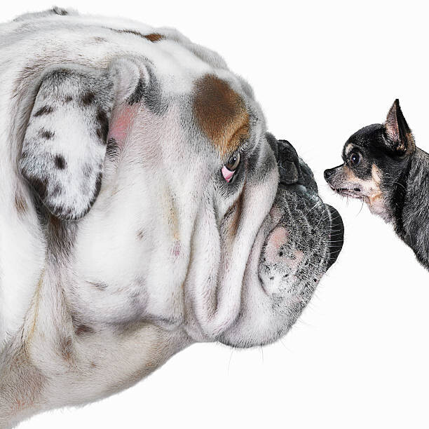 Canvas Print Chihuahua dog staring at Bulldog