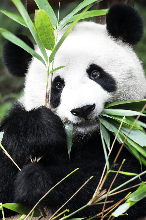 Canvas Print China 10MKm2 Collection - Panda