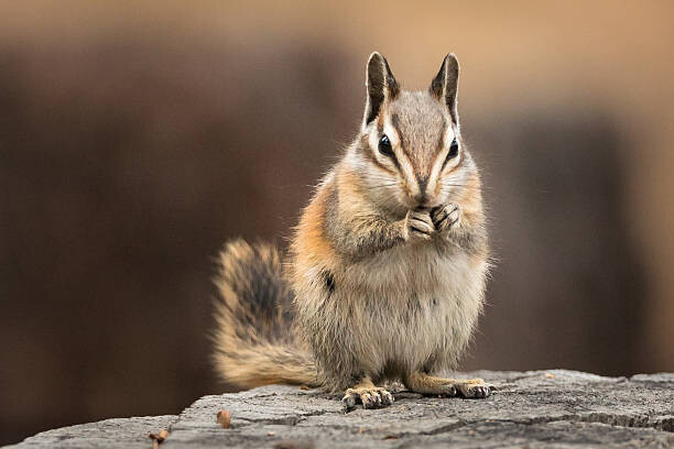 Canvas Print Chipmunk sitting up to eat, facing the viewer