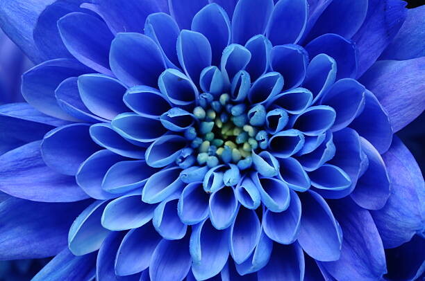 Canvas Print Close of blue flower