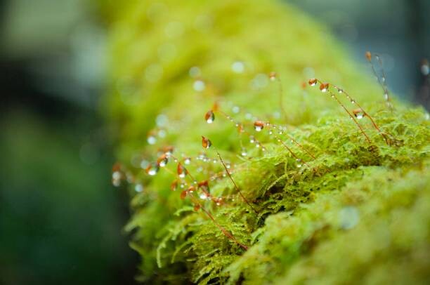 Canvas Print Close-up Moss with the dropped water