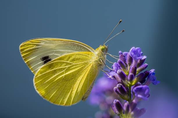 Canvas Print Close-up of butterfly pollinating on purple flower
