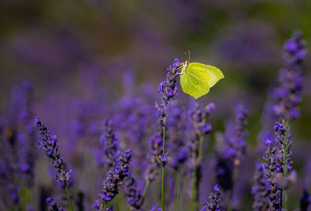 Canvas Print Close-up of butterfly pollinating on purple
