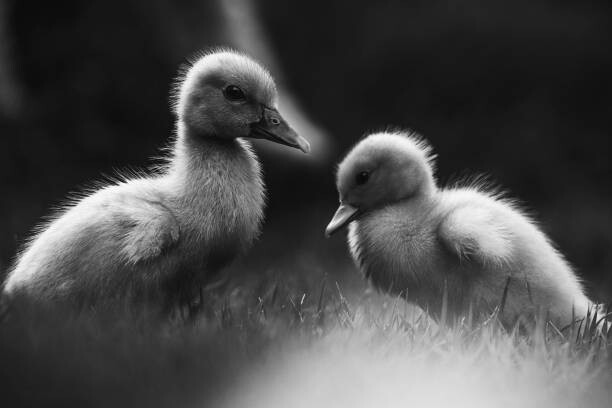 Canvas Print Close-up of ducklings perching on field,Costa Rica