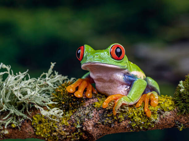Canvas Print Close-Up Of Frog On Branch, Ringwood,