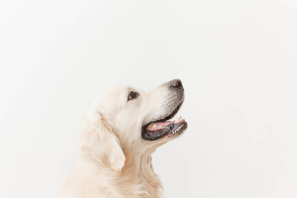 Canvas Print Close-up of golden retriever looking away