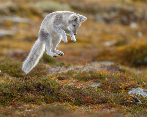 Canvas Print Close-up of jumping arctic fox