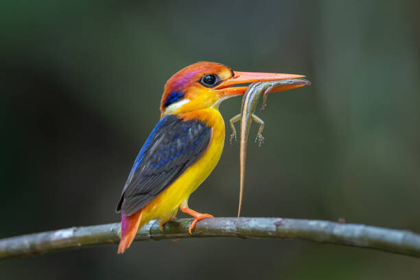 Canvas Print Close-up of kingfisher perching on branch,Tambon