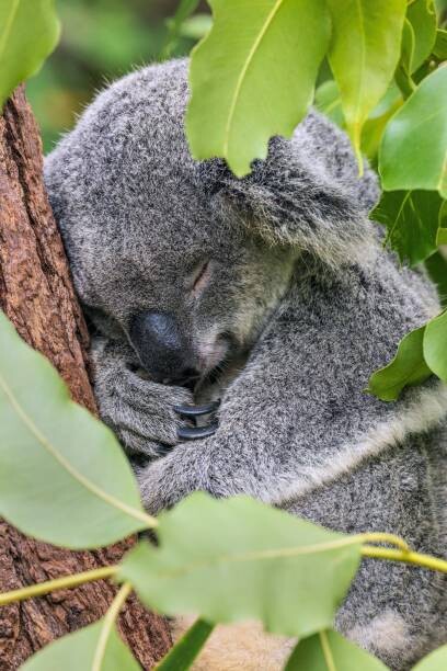 Canvas Print Close-up of koala on tree,Forest Lake,Minnesota,United