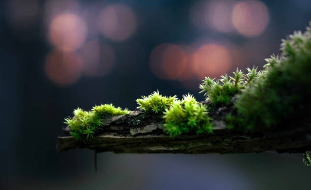 Canvas Print close-up of moss on a branch