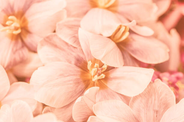 Canvas Print Close-up of pink flowers