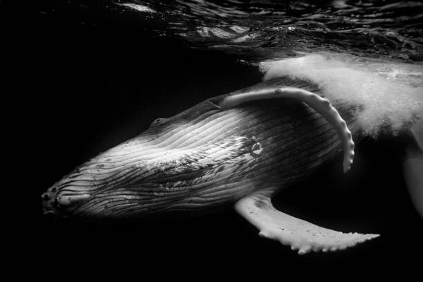 Canvas Print Close up of playful juvenile Humpback