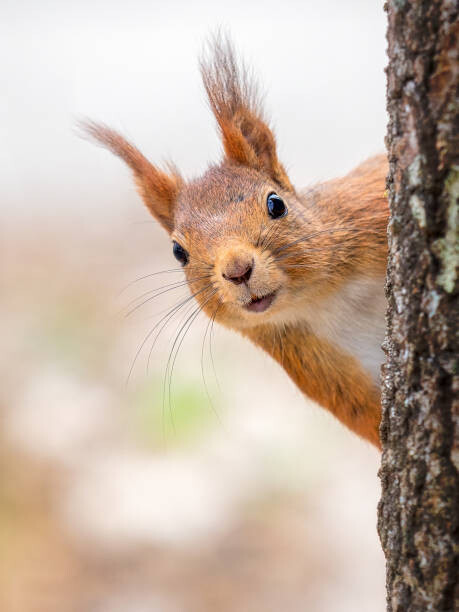 Canvas Print Close-up of squirrel on tree trunk,Tumba,Botkyrka,Sweden