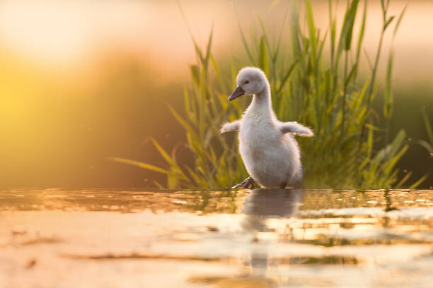 Canvas Print Close-up of swan in lake,Fenniscourt,Ireland