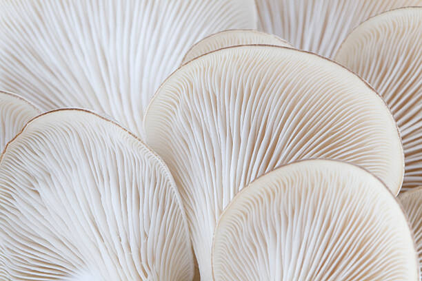 Canvas Print Close up of white colored Oyster mushroom