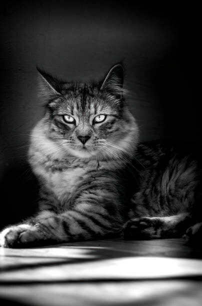 Canvas Print Close-up portrait of cat sitting on floor