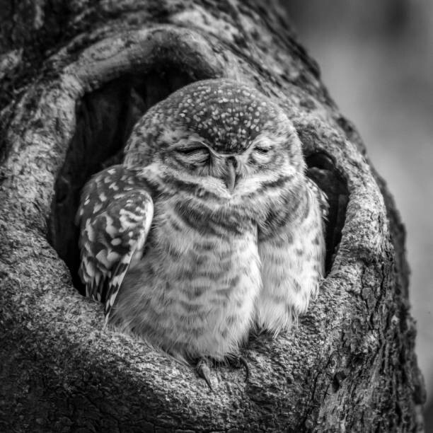 Canvas Print Close-up portrait of owl perching on