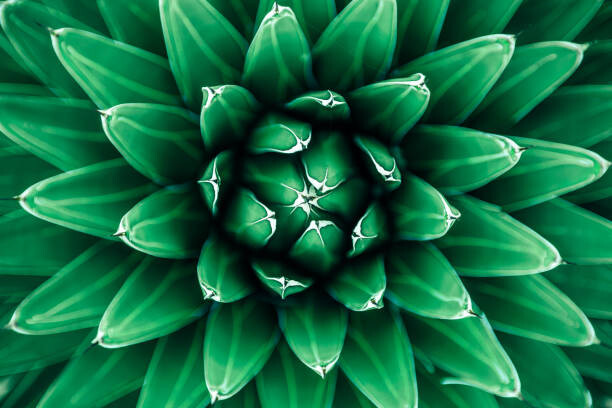 Canvas Print Close up view of green cactus leaves