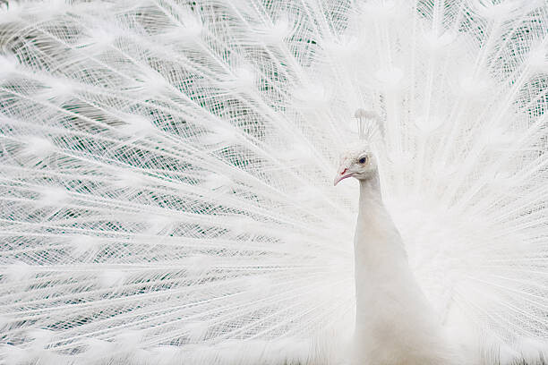 Canvas Print Closeup of a White Peacock bird