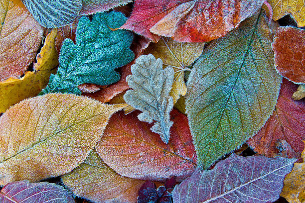Canvas Print Colorful autumn leaves with frost. Frosty
