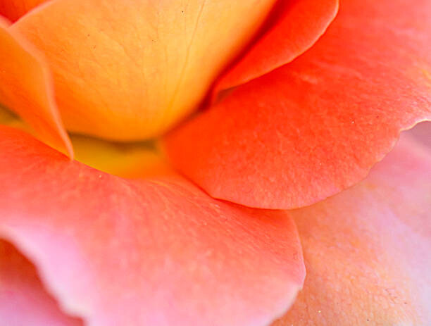 Canvas Print Colorful Rose Petal