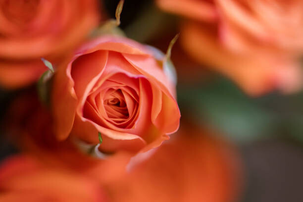 Canvas Print Coral Baby Rose Close-up
