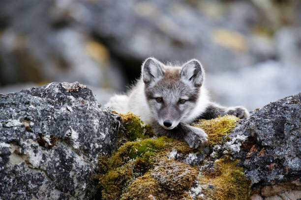 Canvas Print Curious arctic fox cub taking a rest after playing