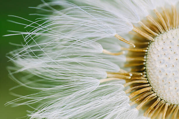 Canvas Print Dandelion Close-Up