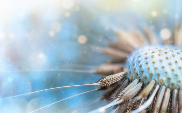 Canvas Print Dandelion in the Sunlight