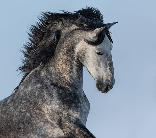 Canvas Print Dapple-grey Spanish horse - portrait in motion