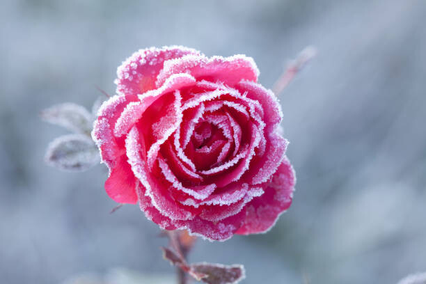 Canvas Print Dawin's Frost