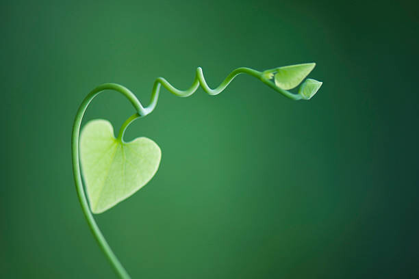 Canvas Print Delicate vine with heart shaped leaves