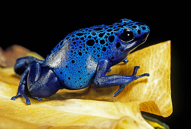 Canvas Print Dendrobates azureus (blue poison dart frog)